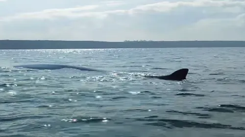 Un pêcheur se retrouve nez à nez avec une baleine en Normandie (Vidéo)